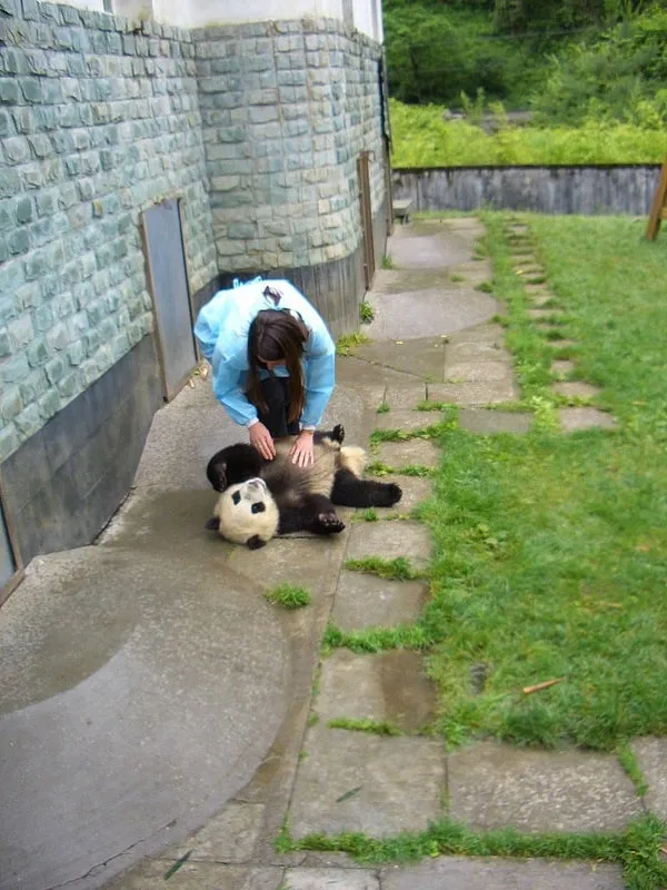 Wolong Panda Reserve Chengdu China