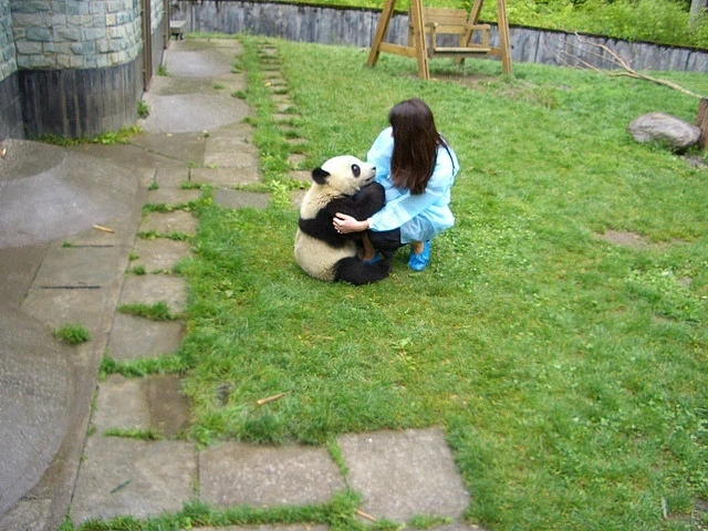 Wolong Panda Reserve Chengdu