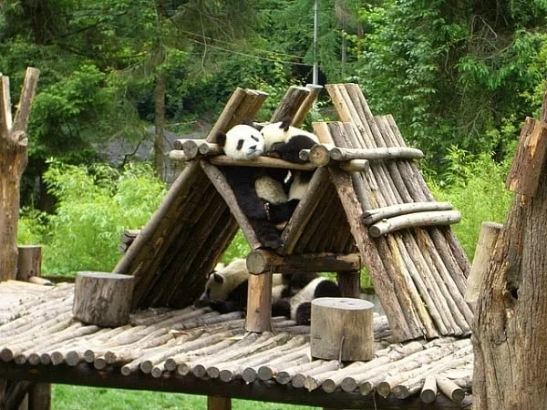 Wolong Panda Reserve Enclosure