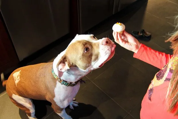 Sprinkles Cupcakes La Jolla Dog