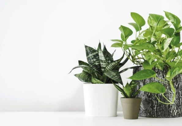 Find out which indoor plants clean air like pothos and snake plant pictured here.