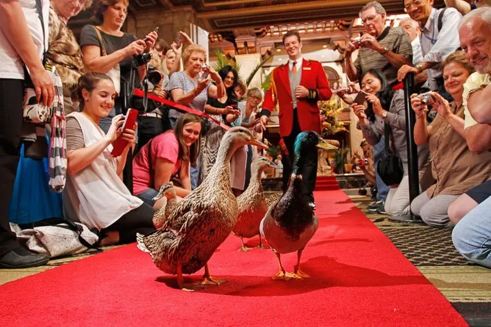 The Peabody Memphis Hotel Duck Walk