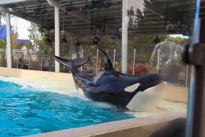 Dine with Shamu at SeaWorld San Diego-Whale