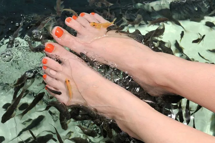 Fish Spa Pedicure by Doctor Fish, Garra Rufa