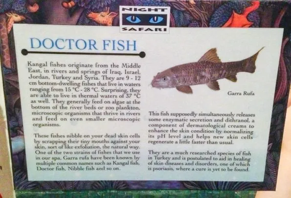 Garra rufa doctor fish spa pedicure