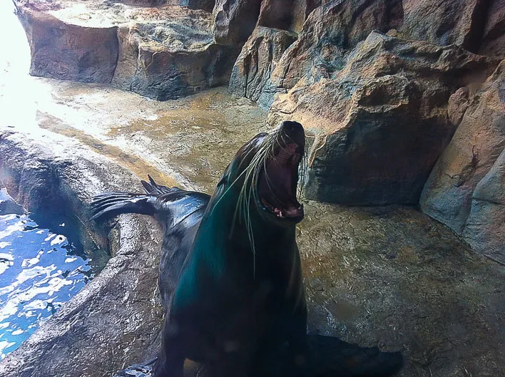 Ocean Park Hong Kong Attractions Seals