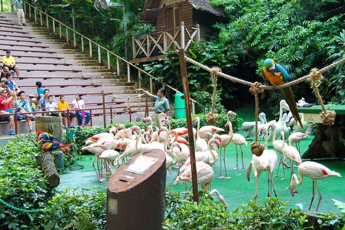 Singapore with Kids- Jurong Bird Park High Flyers Show