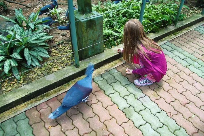 Singapore with Kids- Jurong Bird Park Pigeons
