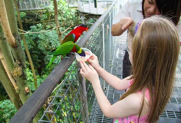 Singapore with Kids- Jurong Bird Park Rainbow Lorries