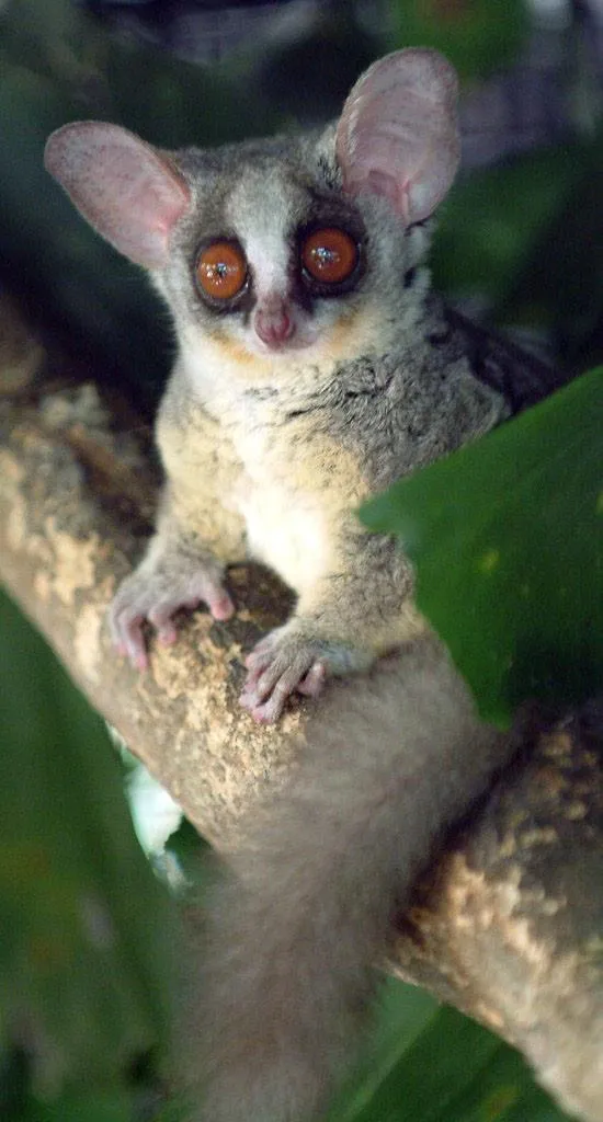 Singapore with Kids Night Safari