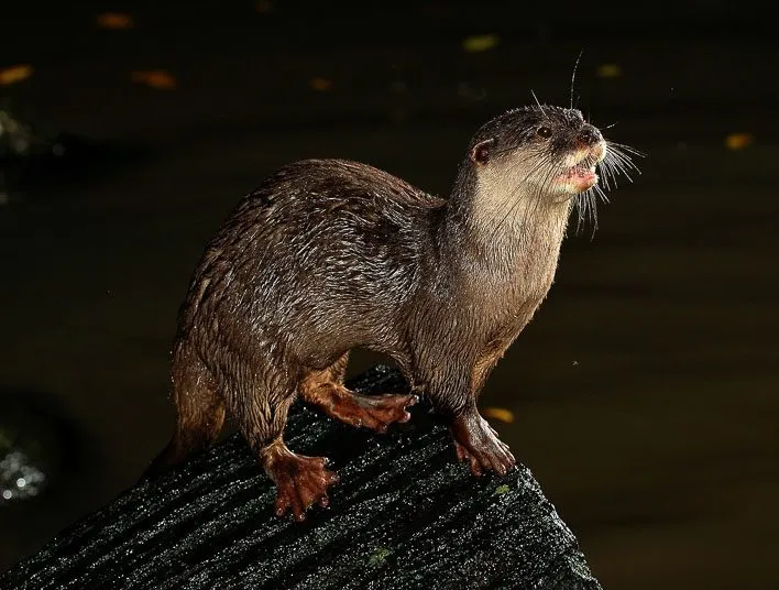 Singapore with Kids Night Safari