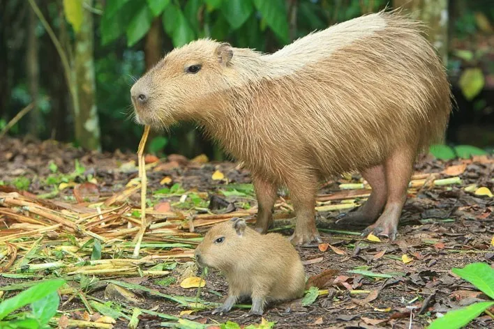 Singapore with Kids Night Safari