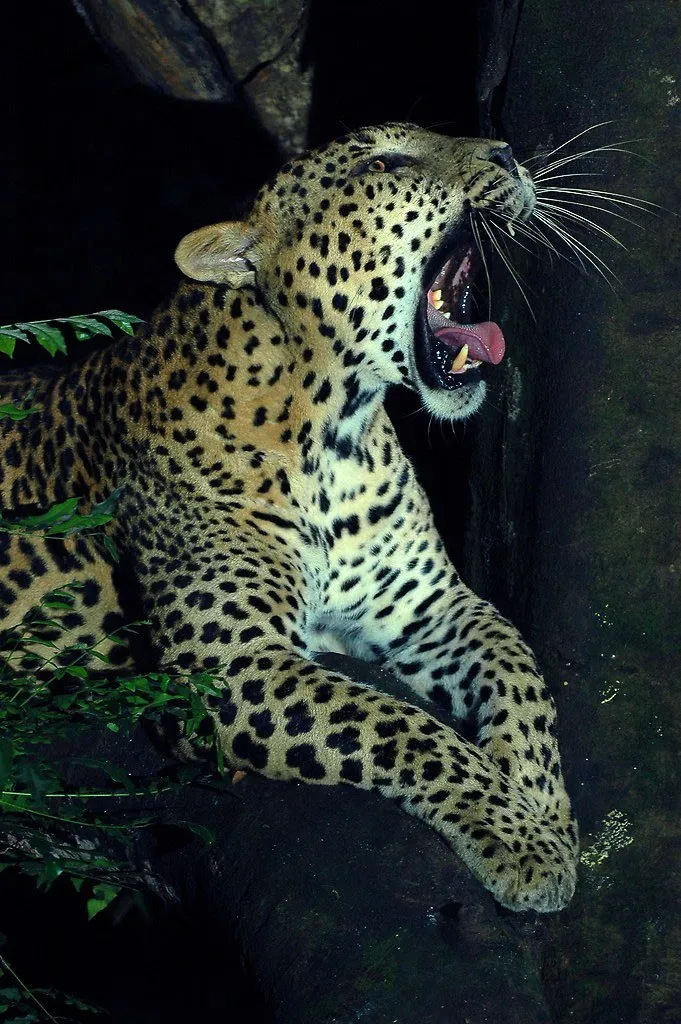 Singapore with Kids Night Safari