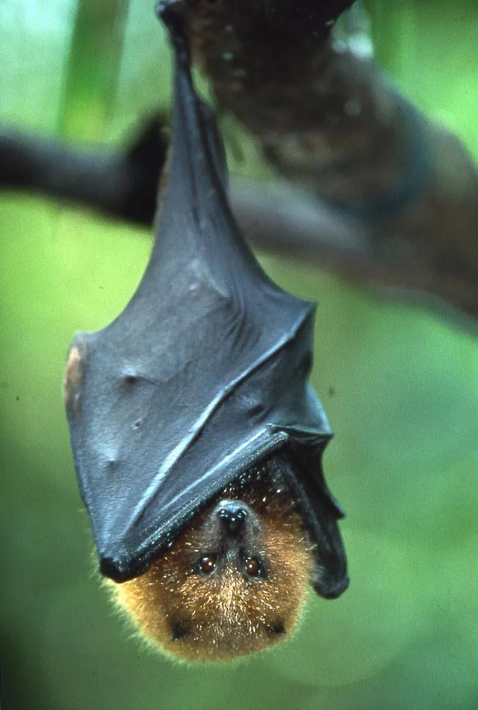 Singapore with Kids Night Safari Bat