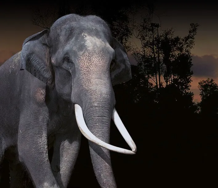 Singapore with Kids Night Safari Elephant