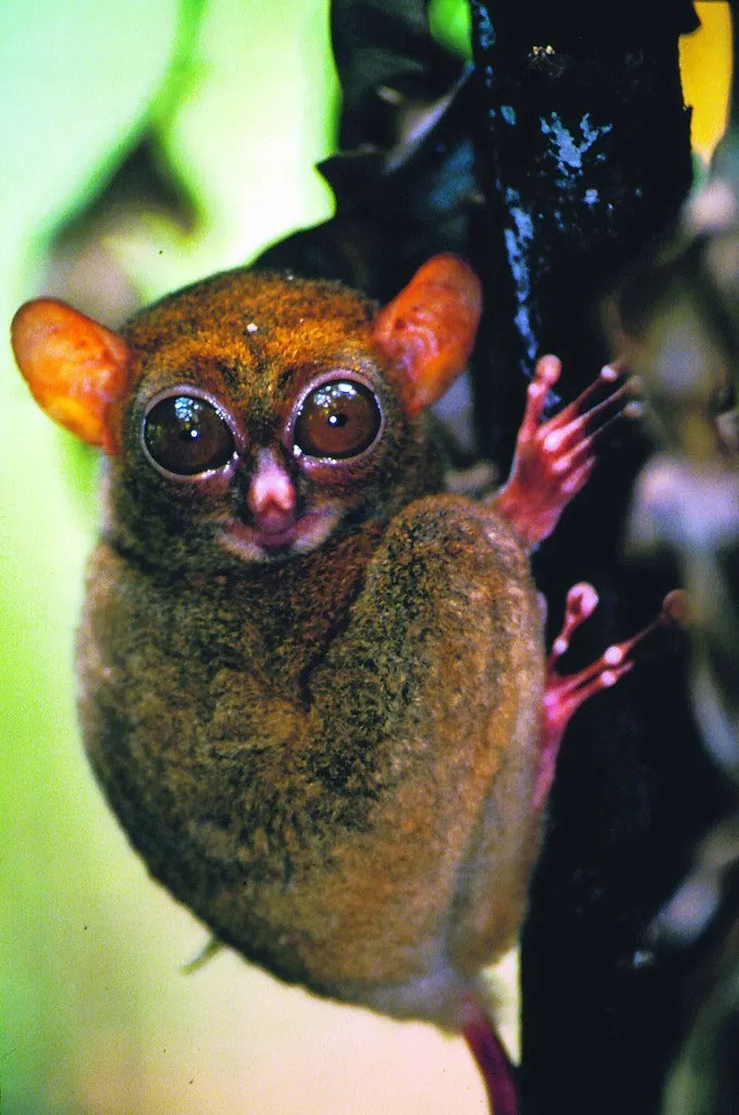 Singapore with Kids Night Safari Tarsier