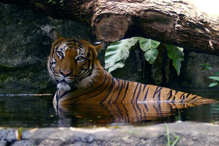 Singapore with Kids Night Safari Tiger