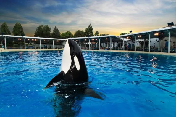 Dine with Shamu at SeaWorld San Diego