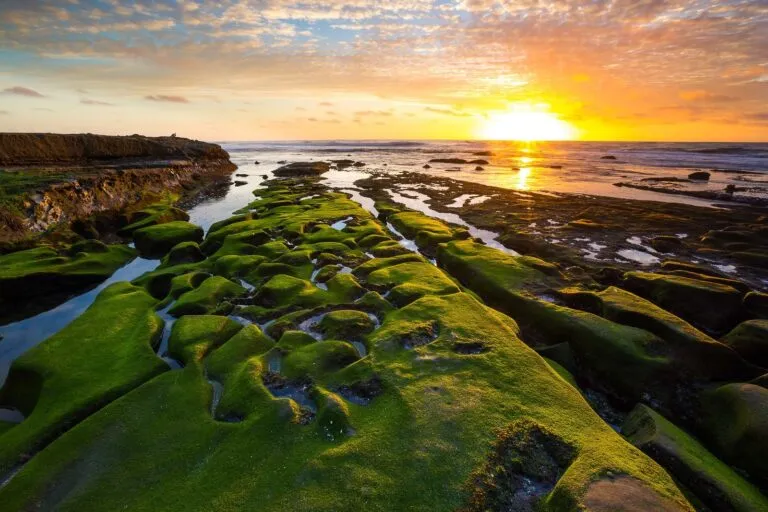 FREE Things To Do In La Jolla