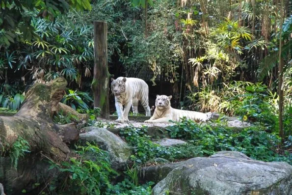 Singapore Zoo White Tigers