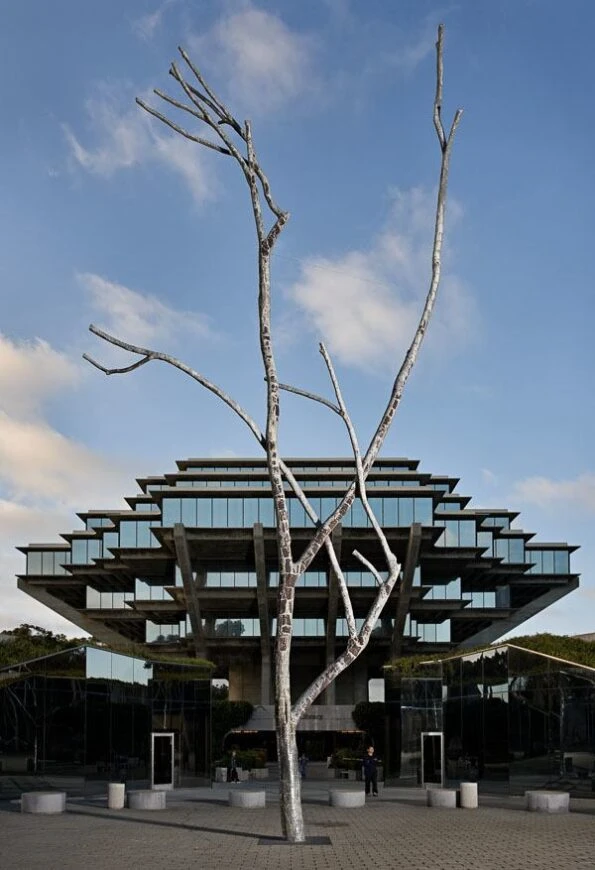 Trees in UC San Diego Stuart Collection