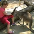 The Singapore Zoo is a must-see attraction