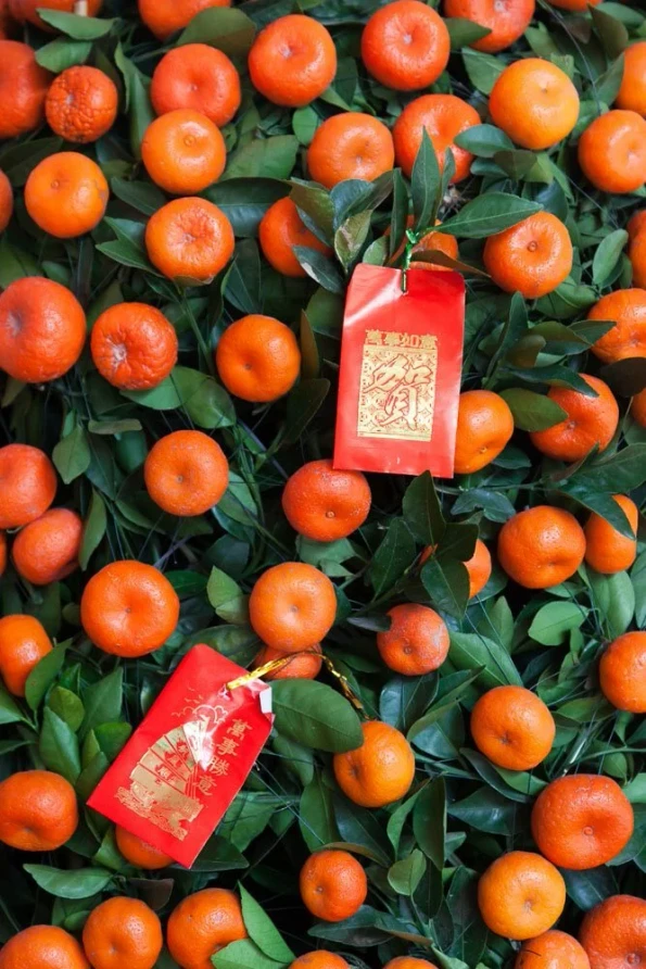 Citrus Trees for Chinese New Year