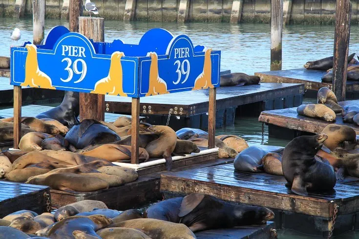 mandarin oriental hotel san francisco with kids pier 39 seals
