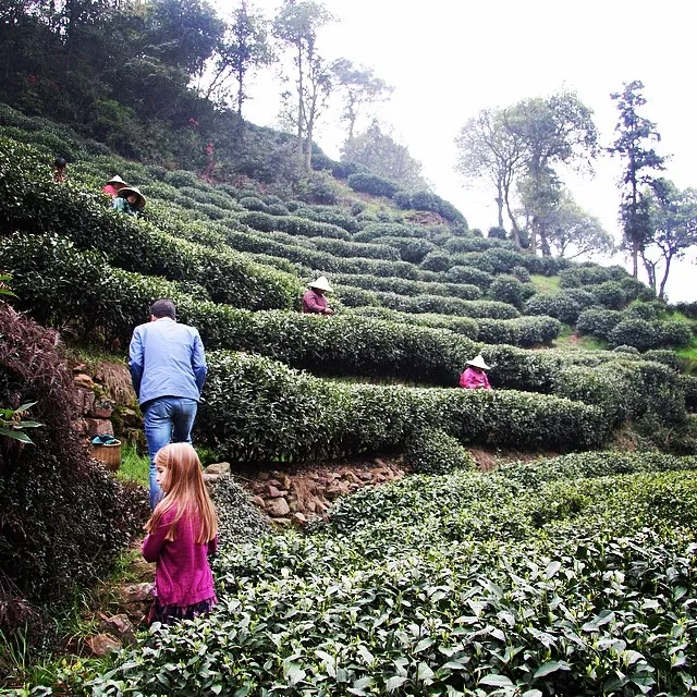 Hangzhou long jing or dragon well tea fields