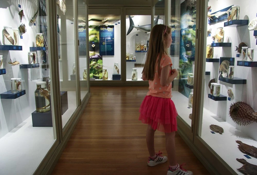 harvard museum of natural history with kids