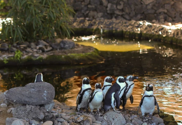 African penguins at Hyatt Regency Maui