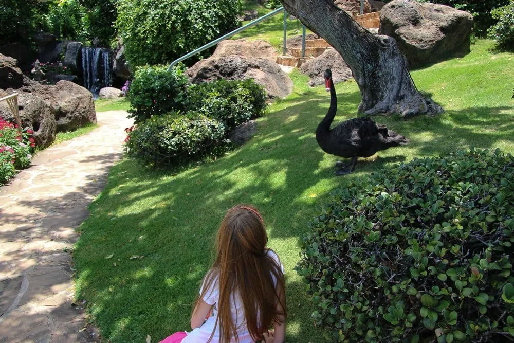 Hyatt Regency Maui Resort Spa black swans