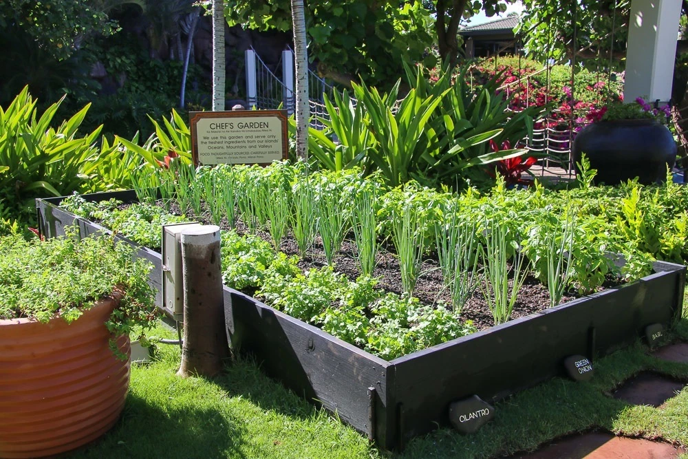 hyatt regency maui resort spa chefs garden