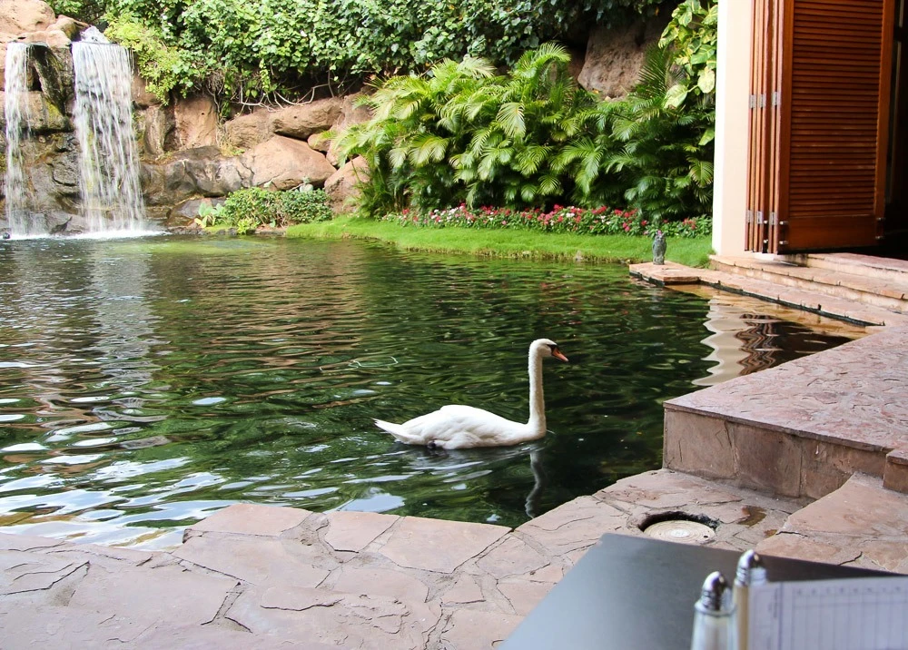 hyatt regency maui resort spa swan breakfast
