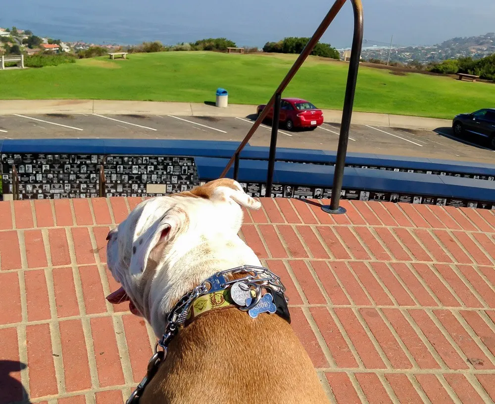 My dog on the steps of Mt. Soledad Veterans Memorial.