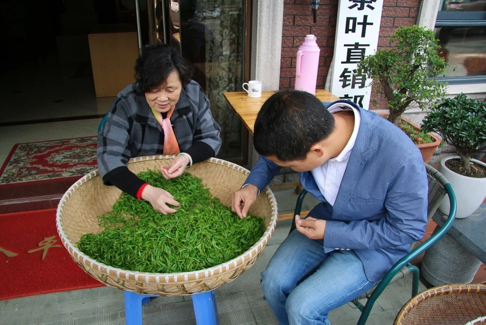 hangzhou longjing tea drying process