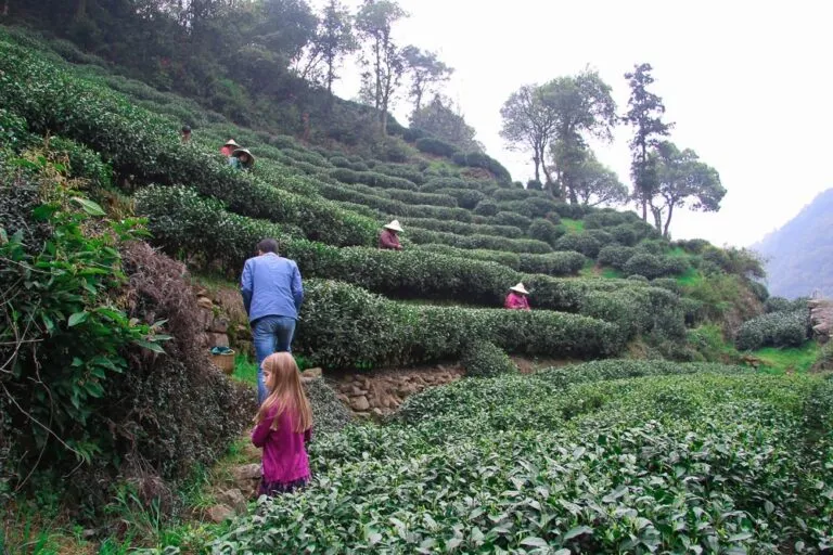 hangzhou longjing tea fields in mei jia wu