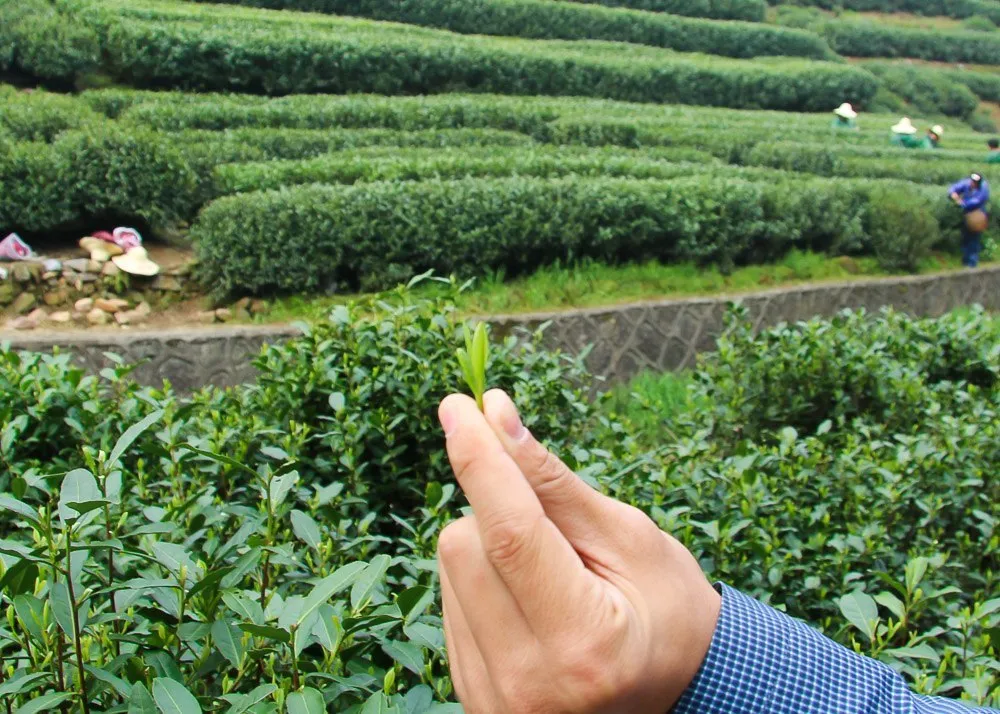 hangzhou longjing tea leaf