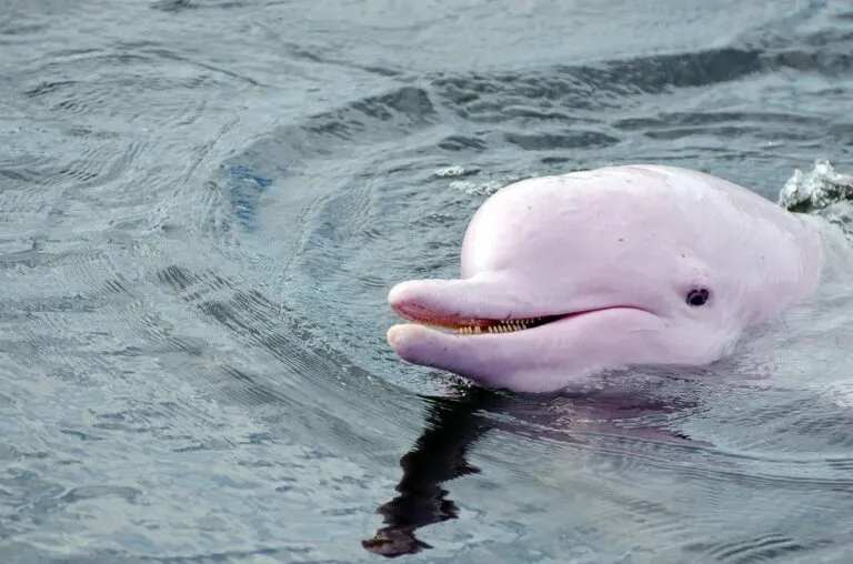 hong kong pink dolphin watching