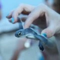 moon palace sea turtle release