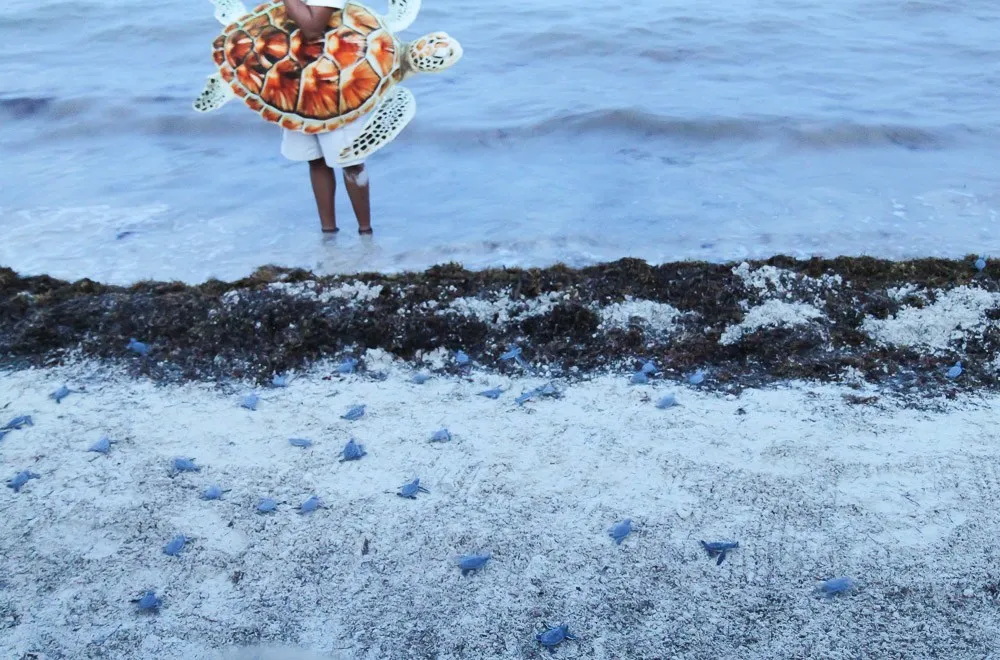 moon palace sea turtle release mexico ecotourism