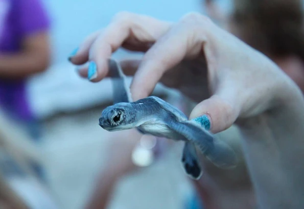 moon palace sea turtle release