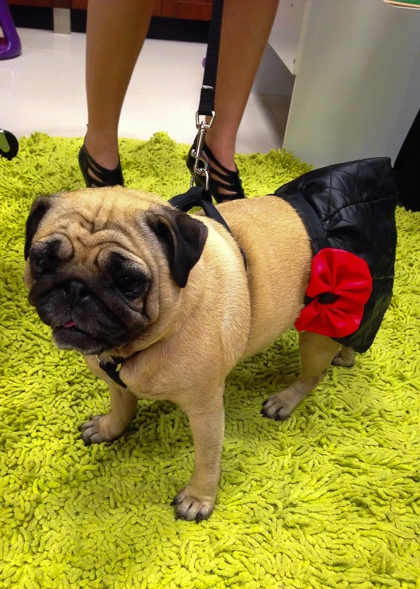 Duty Free City welcomes leashed pets