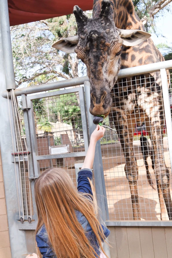 Feeding a giraffe at the San Diego Zoo