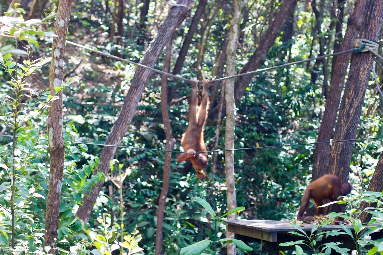 Orangutans swinging around the sanctuary at Shangri-la Rasa Ria Resort and Spa