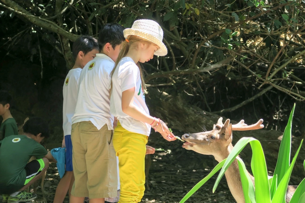 Deer feeding at Shangri-la Rasa Ria Resort Nature Reserve