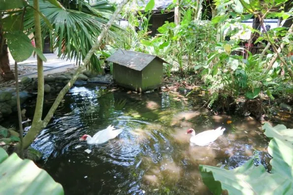 Ducks at the Shangri-la Rasa Ria Resort and Spa Nature Reserve in Kota Kinabalu