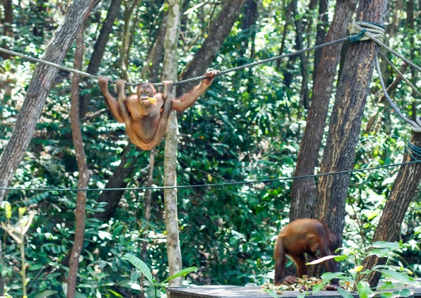 The orangutans at Shangri-la Rasa Ria Resort and Spa in Kota Kinabalu