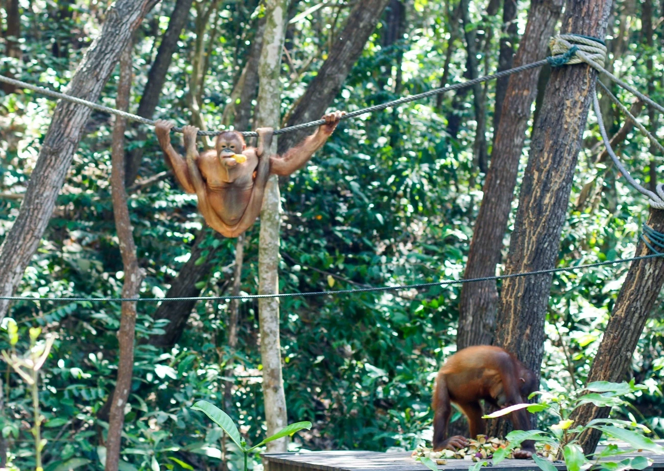 The orangutans at Shangri-la Rasa Ria Resort and Spa in Kota Kinabalu