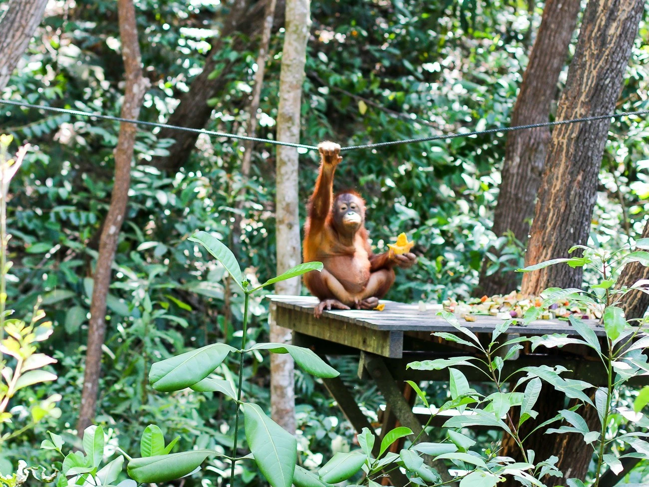 Learn more about the orangutan sanctuary at Shangri-la Rasa Ria Resort in Kota Kinabalu